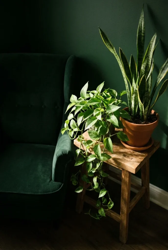 Trailing pothos and snake plant styled beside a dark green armchair in a low-light reading corner.