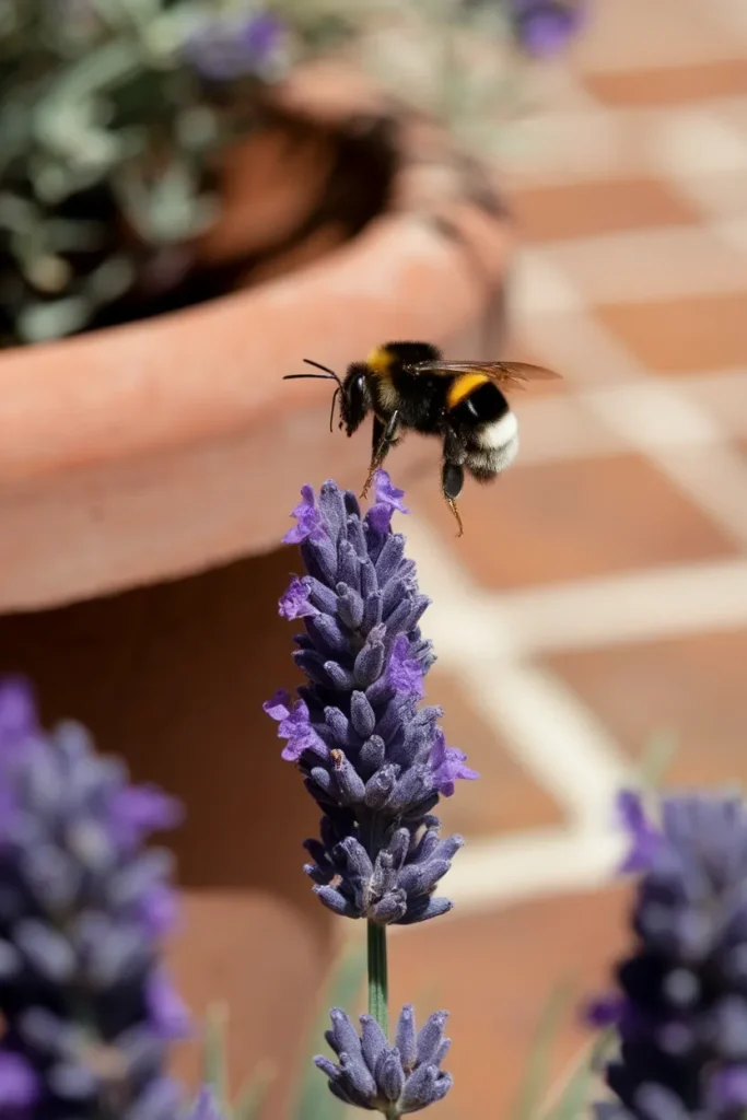 Bumblebee landing on a lavender spike in a terracotta pot on a sunny cottagecore patio.