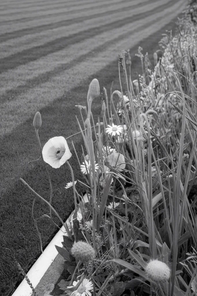 Close-up of a crisp mown lawn edge meeting a wildflower meadow, showing the tidy frame technique.
