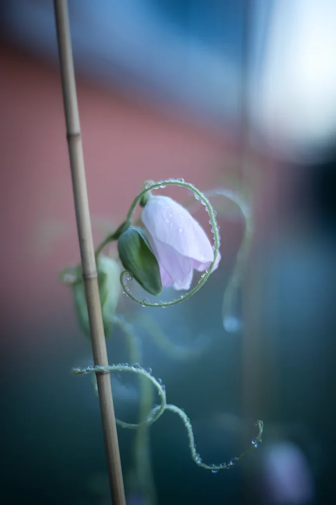Macro of a dewy sweet pea tendril curling around a bamboo trellis on a balcony.